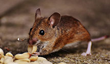 24 Hour & Emergency Exterminators in New Milford, PA